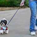 5 Errores que cometemos al pasear a nuestro perro