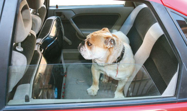 Consejos para evitar que el perro se maree en el coche