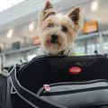 Consejos para viajar con perro de forma segura