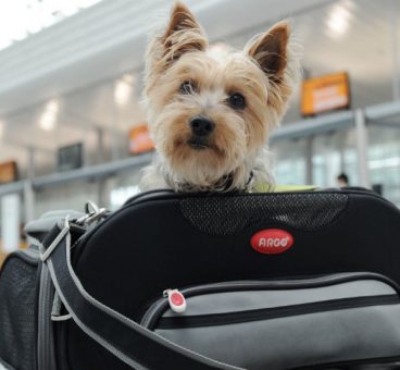 Consejos para viajar con perro de forma segura