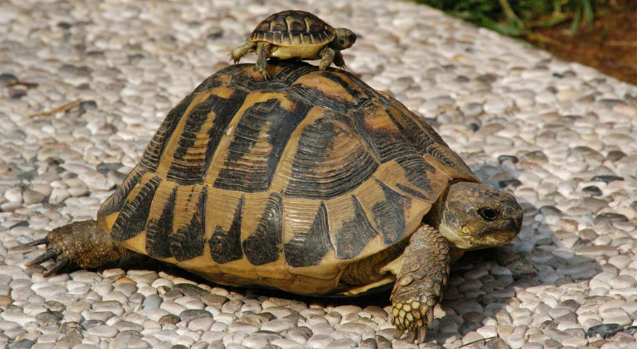 Consejos sobre la alimentación de la tortuga de tierra