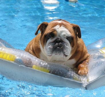 Cáceres abre un hotel para perros con parque acuático