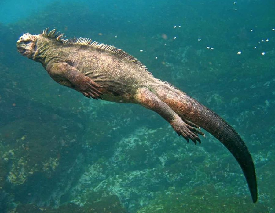 Cómo es la iguana marina de Galápagos