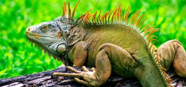 Cómo nacen las iguanas