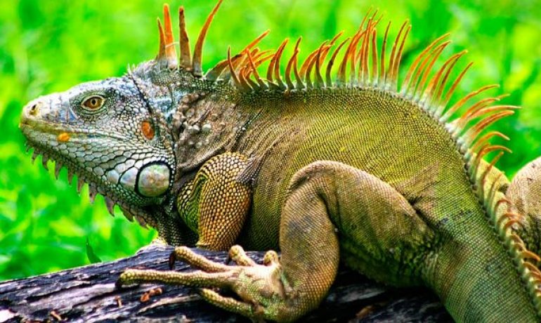 Cómo nacen las iguanas