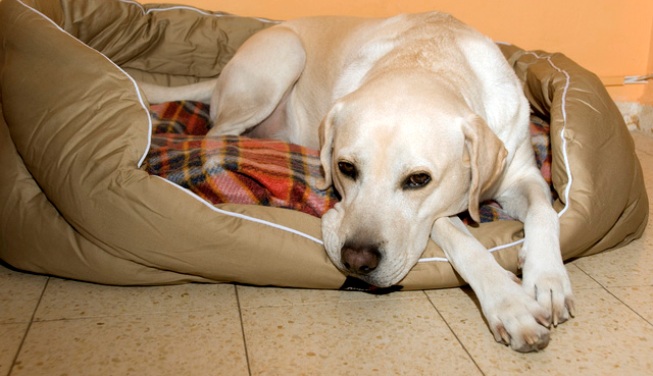 Como Saber Si Tu Perro Esta Embarazada Cantinatips