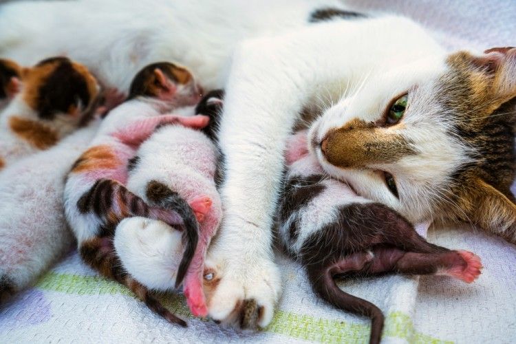 Cómo Saber Si Una Gata Está Embarazada ¡te Lo Contamos Todo