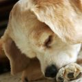 Dermatitis acral por lamido en perros