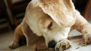 Dermatitis acral por lamido en perros