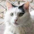 Descubre la antiquísima raza de gato van turco