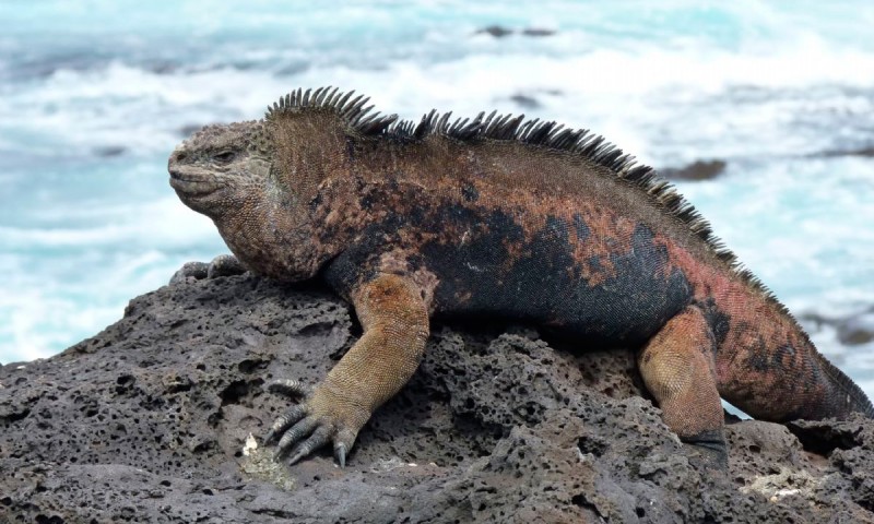 Descubre la impresionante iguana marina de Galápagos