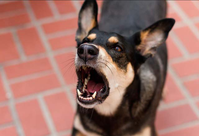 El tratamiento contra la agresividad canina
