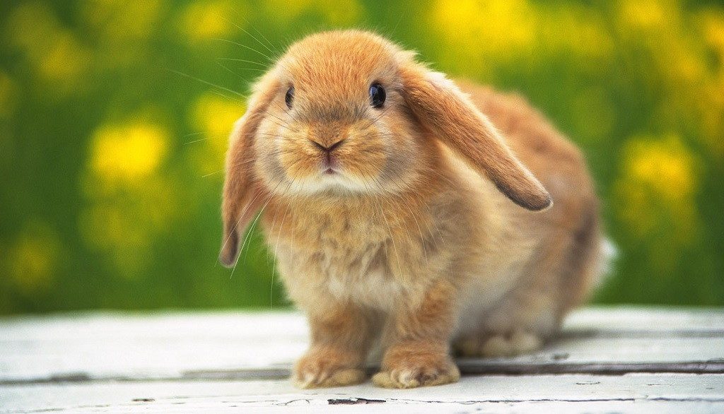 Enfermedades de los conejos más frecuentes