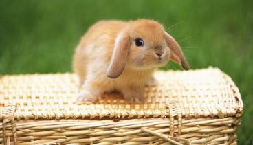 Enfermedades de los conejos más frecuentes