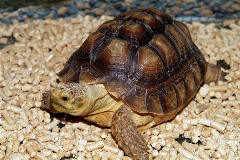 Enfermedades más comunes de las tortugas de tierra