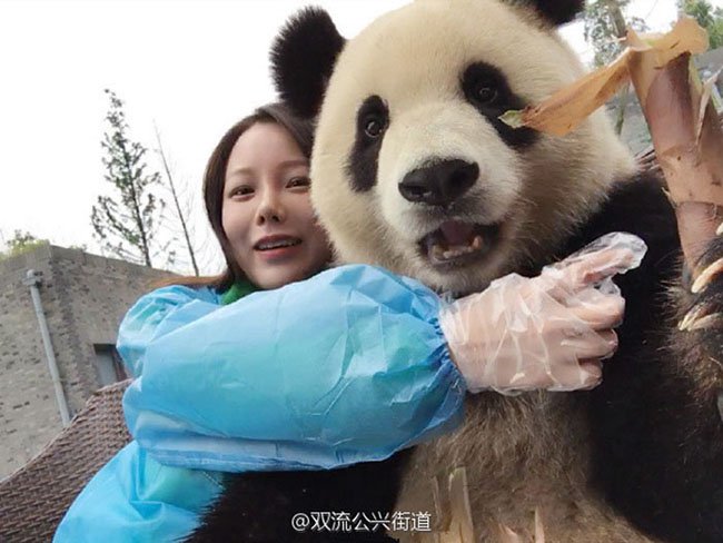 Este panda es todo un maestro de los selfies en China
