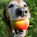 Frutas que pueden comer los perros y son beneficiosas