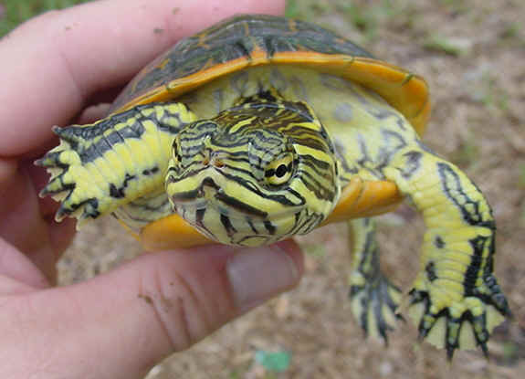 La alimentación de las tortugas de agua como mascotas