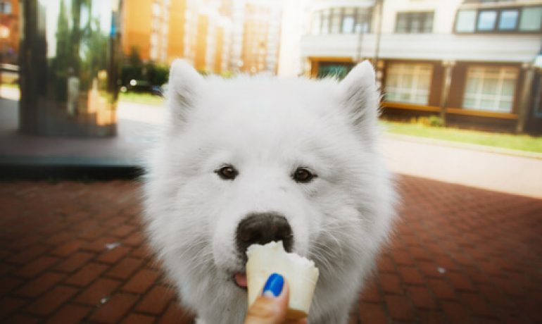 Los helados para perros
