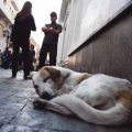 Perros y gatos abandonados en España sin parar
