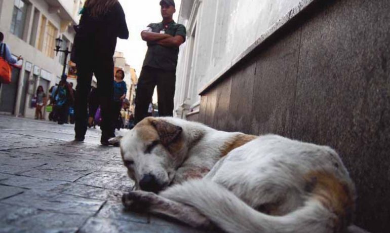 Perros y gatos abandonados en España sin parar