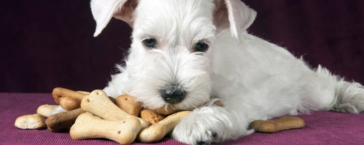 Por qué nos preguntamos si pueden comer pan los perros