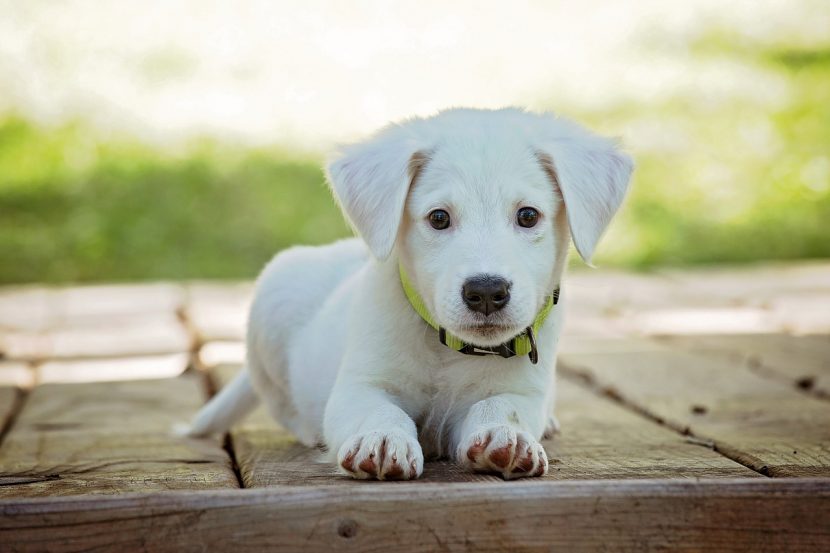 Prevención de la sarna en perros