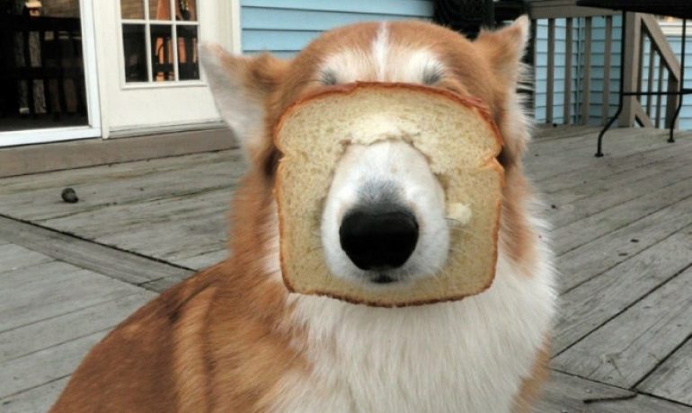 Pueden comer pan los perros