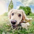 Remedios caseros para la picadura de avispa en perros