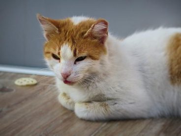 Remedios naturales para la gastroenteritis en gatos