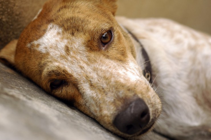 Síntomas de la cistitis en perros