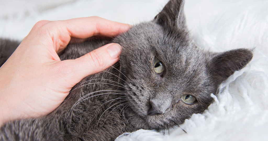Síntomas de la insuficiencia renal en gatos