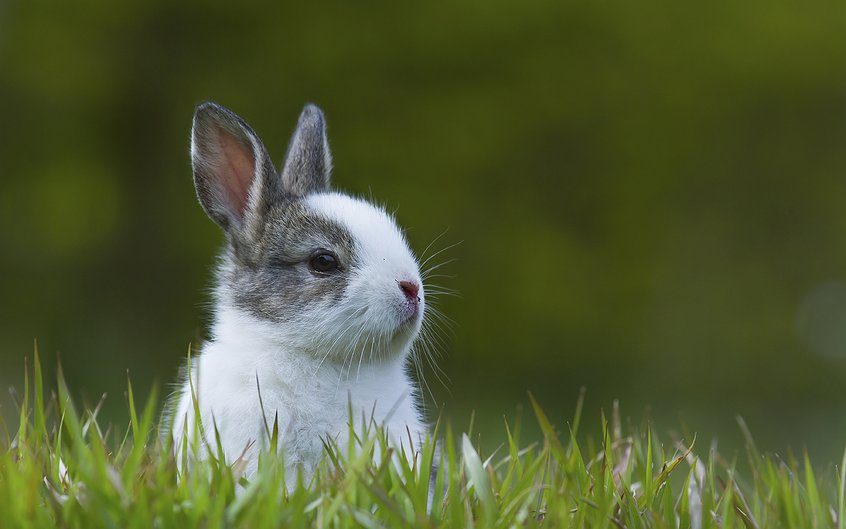 Síntomas de la sarna en conejos