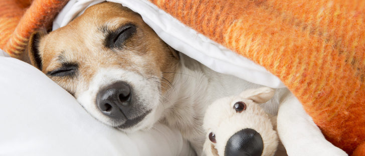 Síntomas de leishmaniasis en perros