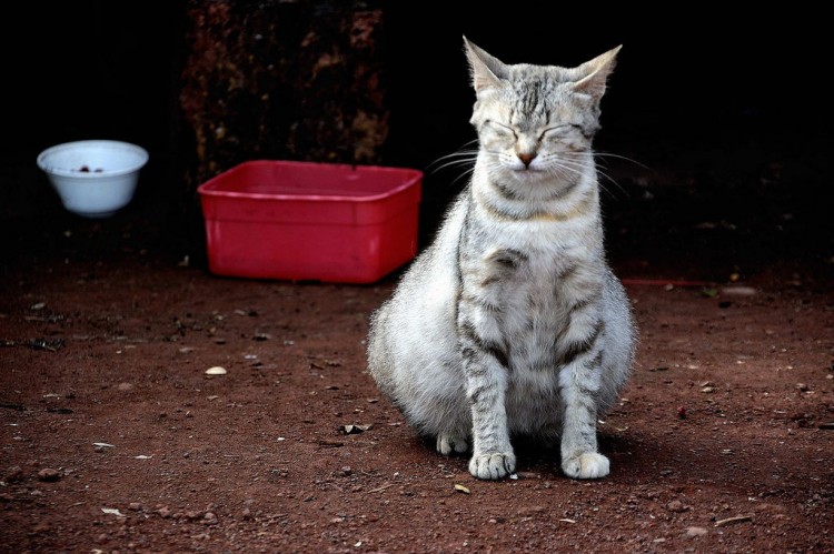 Cuáles Son Los Síntomas De Una Gata Embarazada ¡te Lo Contamos