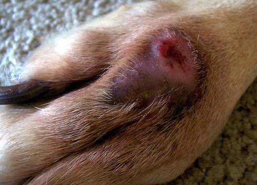 Tratamiento de la dermatitis acral por lamido en perros