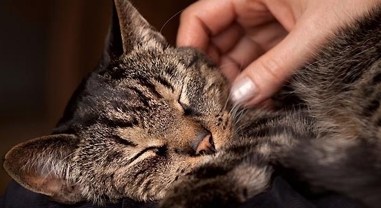 Tratamiento de la insuficiencia renal en gatos