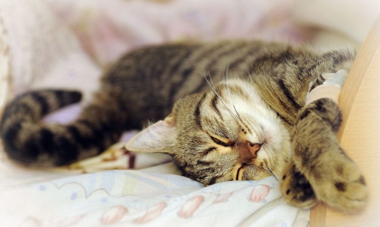 Tratamiento del resfriado en los gatos