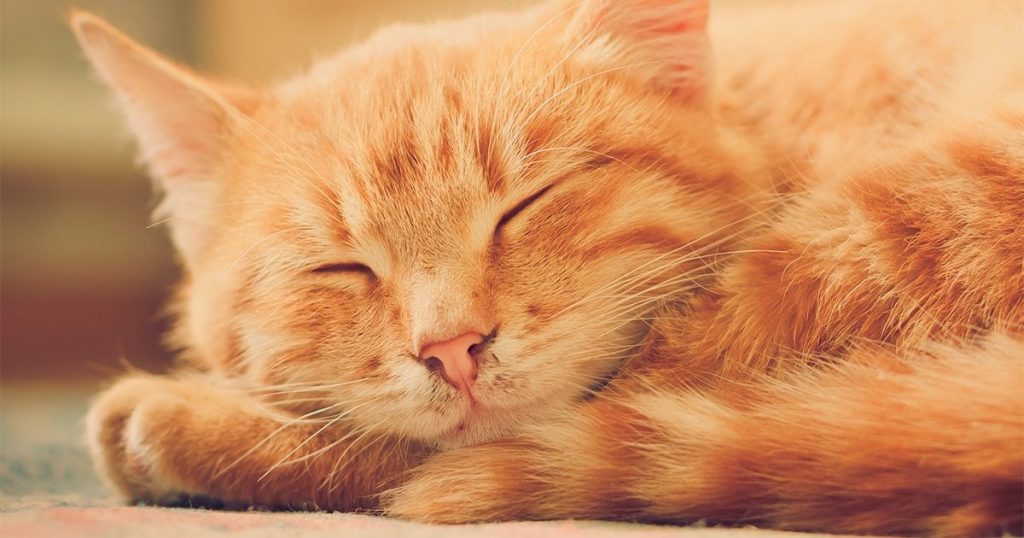 Tratamiento y prevención de la muerte súbita en gatos