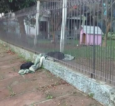 Un cachorro arrastra una manta fuera de su casa para compartirla con un perro callejero