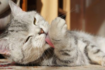 Vitaminas para gatos desnutridos