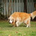 cómo detectar la artritis en perros