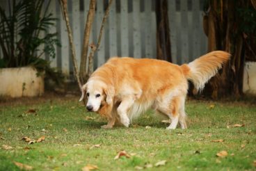 cómo detectar la artritis en perros