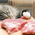 dieta barf para gatos