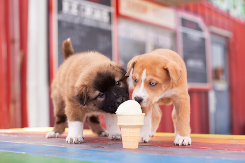 don paletto helados para perros