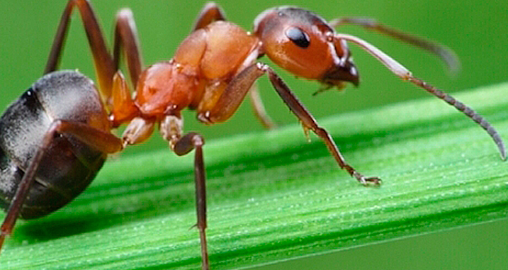 10 Curiosidades sobre las hormigas que seguro que no sabes