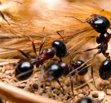 10 Curiosidades sobre las hormigas que seguro que no sabes
