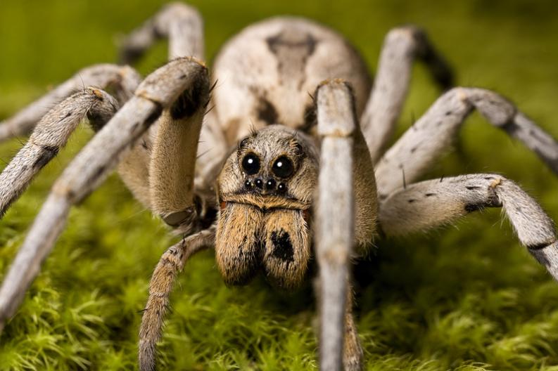 12 Curiosidades sobre las arañas que seguro que no sabes