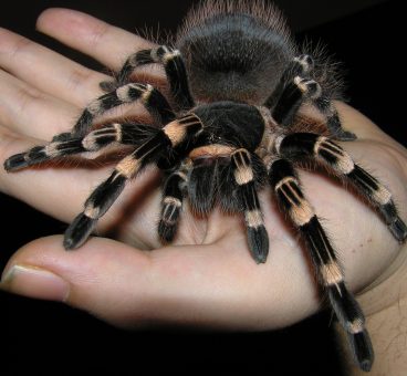 12 Curiosidades sobre las arañas que seguro que no sabes