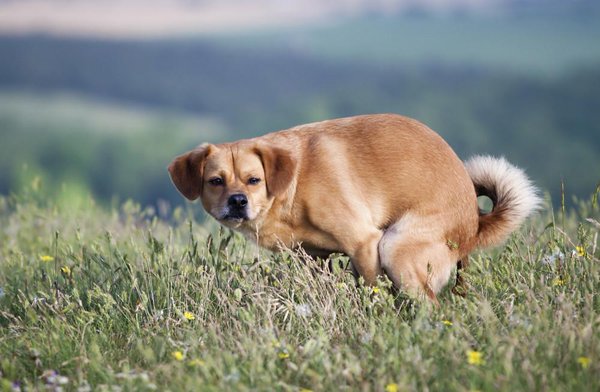 8 Extraños comportamientos de tu perro cuando hace caca